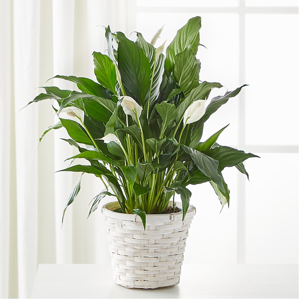 A New Leaf Peace Lily – Blooms For You, Hamilton NJ